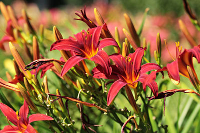 Close-up of pink flowering plant