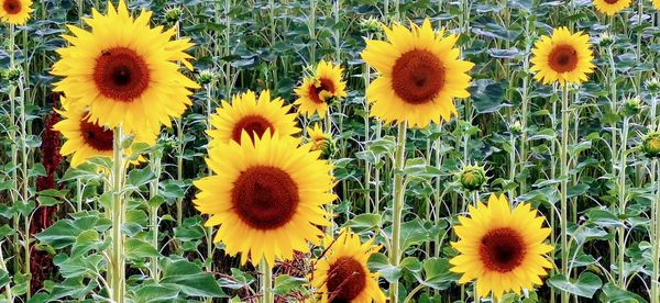 View of sunflowers on field