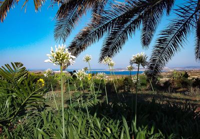 Palm trees against clear sky