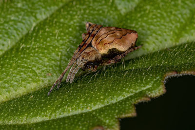 Close-up of insect on leaf