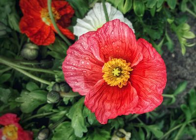 Close-up of red rose flower