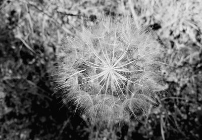Close-up of dandelion