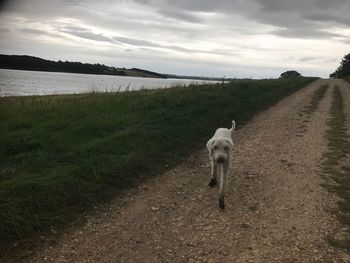 Dog on field against sky