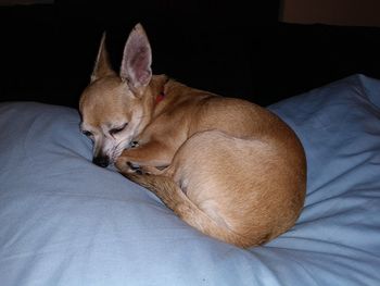 Dog sleeping on bed