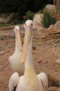 Close-up of pelican