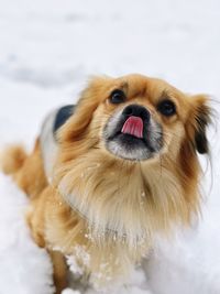 Close-up of dog during winter