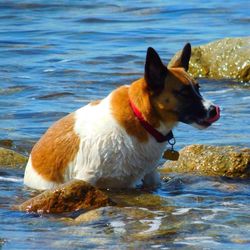 Portrait of dog in sea