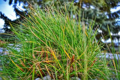 Close-up of grass growing on field