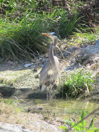 View of gray heron on land