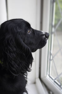 Nosey cocker spaniel