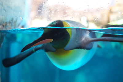 Close-up of fish underwater