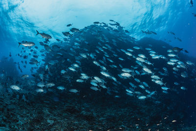 Fish swimming in sea