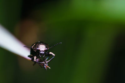 Close-up of spider