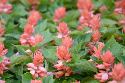 Close-up of flowering plants