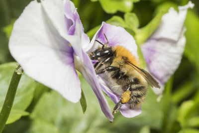 Close-up of bee on purple flower