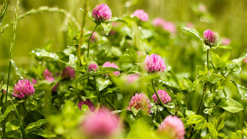 Close-up of pink flowers blooming outdoors