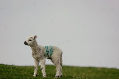 Sheep standing in a field