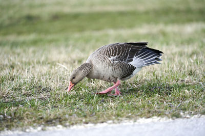 Side view of a bird on grass