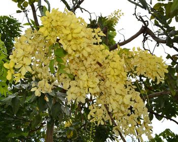 Low angle view of flowers on tree