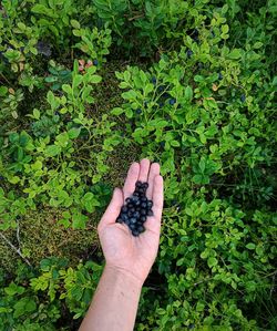 Freshly picked wild blueberries in hand in finnish forest
