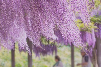 Close-up of lavender growing on field