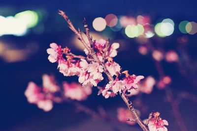 Close-up of flowers growing on tree