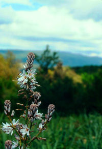 Close-up of flowers in field