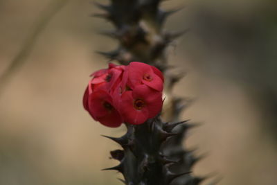 Close-up of red rose