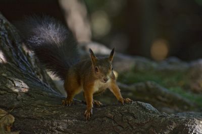 Close-up of squirrel