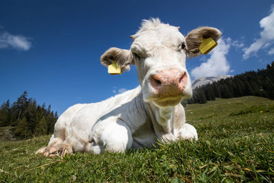 Cow in a field