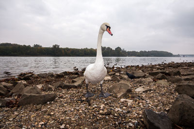 View of bird at lakeshore