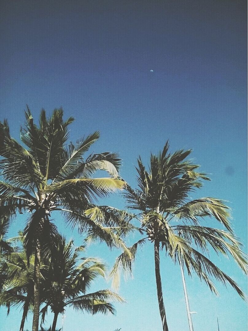 palm tree, low angle view, tree, clear sky, blue, growth, nature, tranquility, branch, beauty in nature, tree trunk, sky, scenics, silhouette, copy space, palm leaf, tranquil scene, outdoors, no people, coconut palm tree