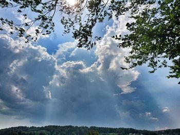 Low angle view of trees against sky