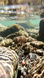 Close-up of pebbles in sea