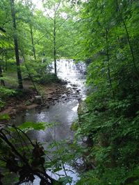 Scenic view of river amidst trees in forest