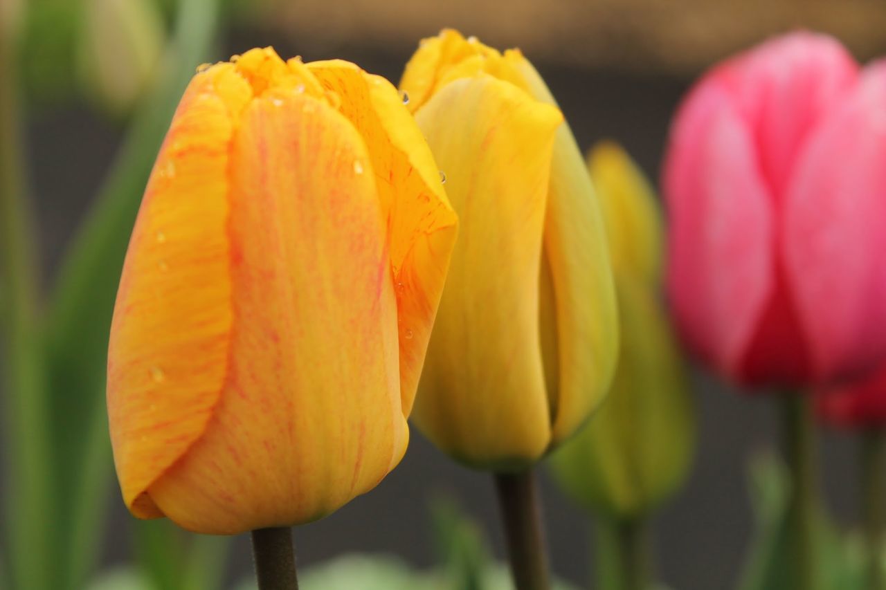 flower, nature, beauty in nature, fragility, growth, freshness, yellow, plant, close-up, petal, flower head, focus on foreground, blooming, day, outdoors, no people