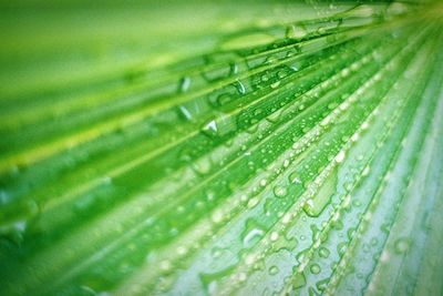 Close-up of water drops on leaf