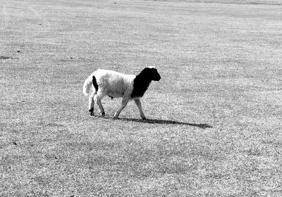 Two dogs walking on field