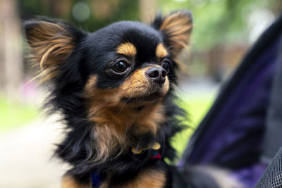 A black chihuahua sitting on a stroller in the park.