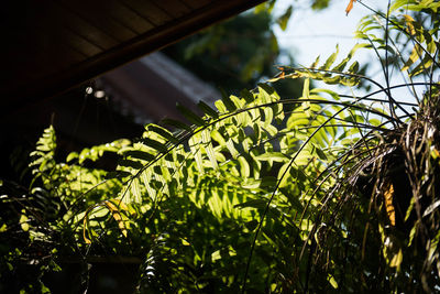 Low angle view of plants against sky