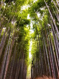 Low angle view of bamboo trees in forest