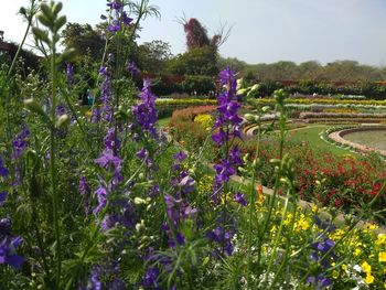 Purple flowering plants on field against sky