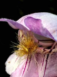 Close-up of pink flower