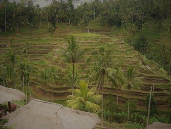 Scenic view of agricultural field