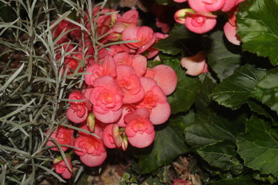 High angle view of pink flowers blooming outdoors