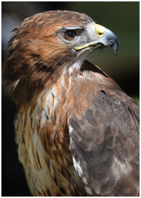 Close-up of a bird