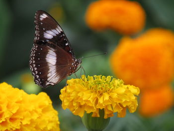 Close-up of butterfly pollinating on yellow flower