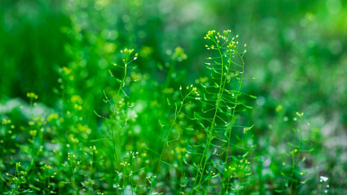 Close-up of fresh green grass