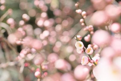 Close-up of cherry blossom