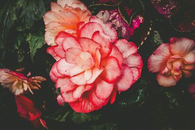 Close-up of flowers blooming outdoors
